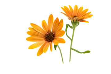  Osteospermum Daisy or Cape Daisy Flower Flower