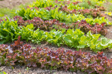 Bed of lettuce