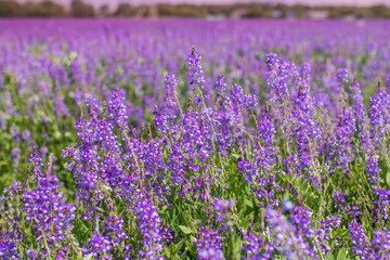 Obraz premium Purple flower