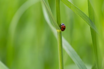 Ladybug on grass blade
