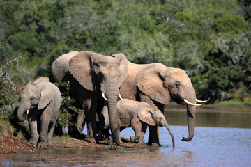African elephant's splashing,playing and drinking at a waterhole. Taken on safari in Addo elephant national park,eastern cape,south africa