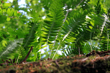 Farn im Wald