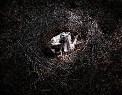 girl in the nest, corpse of the girl in the woods