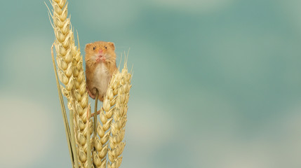 Little harvest mouse on wheat