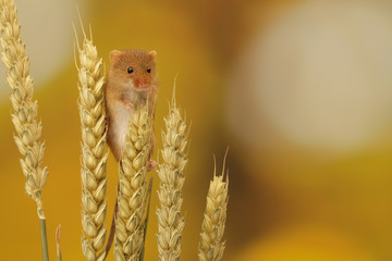 Little harvest mouse on wheat © bridgephotography