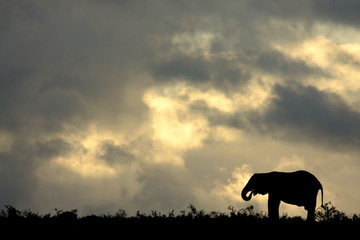 A herd of elephant against a perfect South African sunset sky.