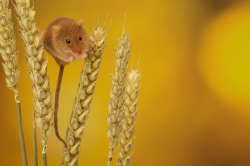 Little harvest mouse on wheat