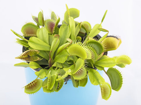 Venus flytrap - dionaea muscipula