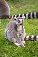 Lemur sitting in the grass