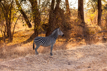 Wild zebra