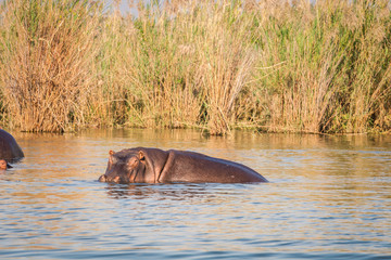 Fototapeta premium Wild Hippopotamus