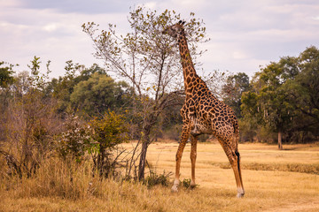 Fototapeta premium Wild giraffe