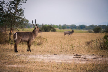 Wild impala