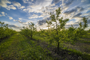 Apple orchard at sunset