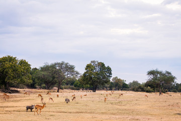 Fototapeta na wymiar Wild impala