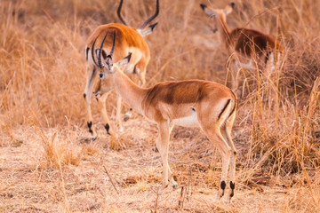 Wild impala