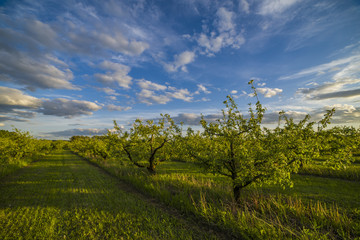 Apple orchard at sunset