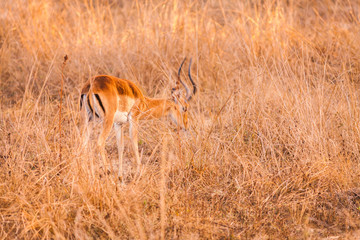 Wild impala