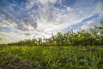 Apple orchard at sunset