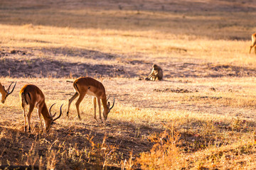 Wild impala