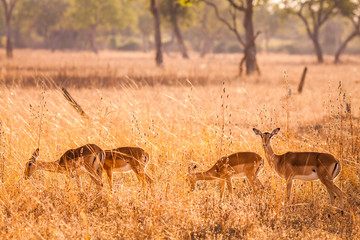 Wild impala