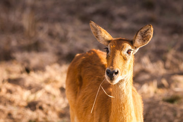 Wild impala