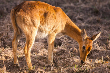 Wild impala