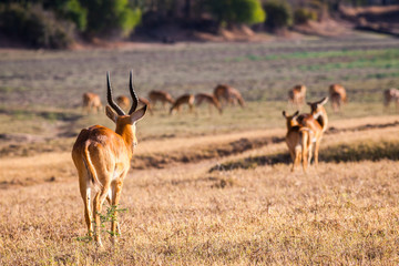 Wild impala