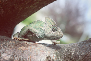 Chameleon small animal on a tree.