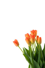 beautiful bouquet of orange tulips