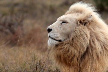 Een enorme mannelijke witte leeuw die in dit portret ligt. Zuid-Afrika.