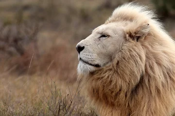Poster Löwe Ein riesiger männlicher weißer Löwe, der sich in diesem Porträt hinlegt. Südafrika.