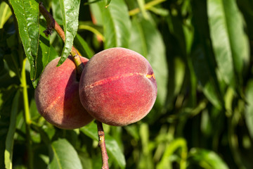 Peach of Bivona. Sicily. Variety of Prunus persica. 