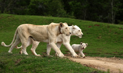 Obraz na płótnie Canvas 3 generations of white lions in this special photo. mother daughter and grand daughter all walking with the same foot forward. South Africa