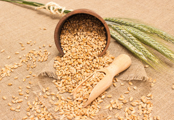 wheat grain on canvas close up