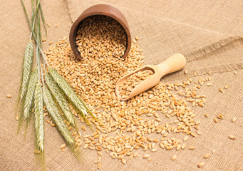 wheat grain on canvas close up