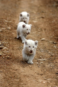 Three very young baby white lion walks towards the camera.