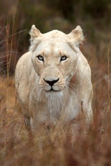 A white lioness looking intensely with her blue eyes in this beautiful close up photo of her face. This was taken on safari in the Eastern Cape,South Africa