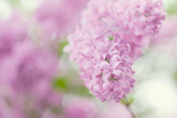 Lovely Lilac!