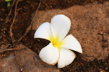 Plumeria flower lies on the brown ground