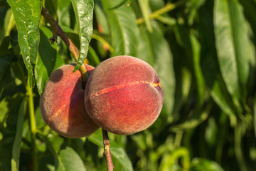 Peach of Bivona. Sicily. Variety of Prunus persica. 