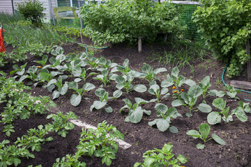 beds on the white background
