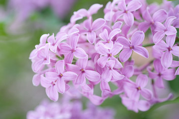 In Full Bloom - Lilac in outdoor setting. 