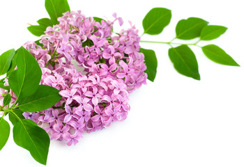  Lilac Blossoms on white background