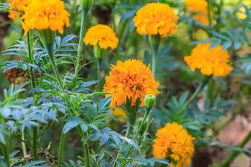 Marigold  flowers field