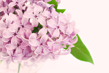 Fototapeta na wymiar Fresh cut Lilac in a vase