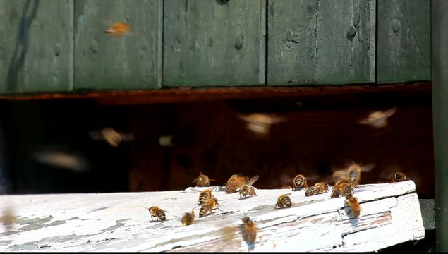 Flying bees before beehive. 