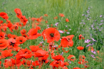 poppy