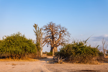 Obraz premium Baobab