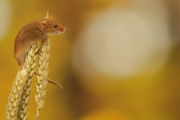 A little harvest mouse climbing on some wheat